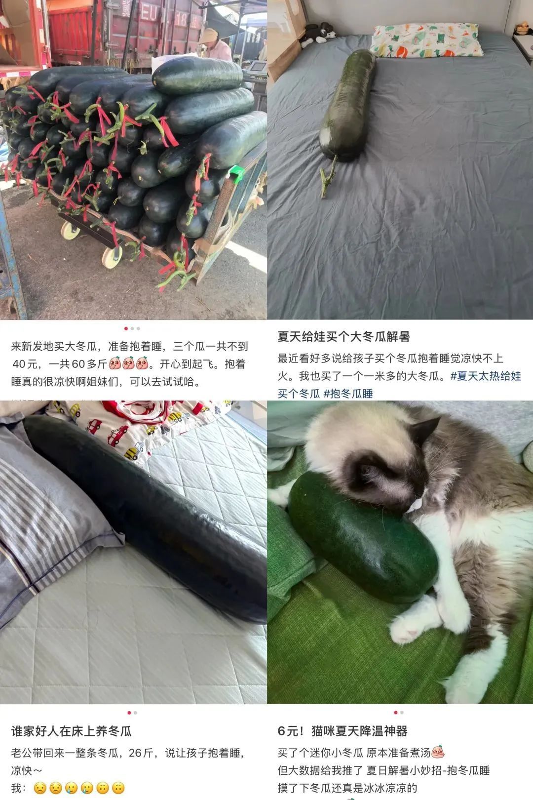 “抱冬瓜睡觉”走红!医生提醒:这类人慎用 “抱冬瓜睡觉”走红!医生提醒:这类人慎用