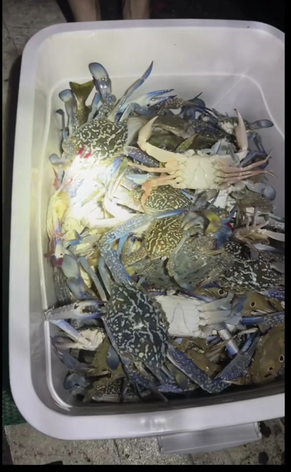 深圳较场尾海滩受赤潮影响现大量花蟹，市民：抓不完，嘴都吃麻了