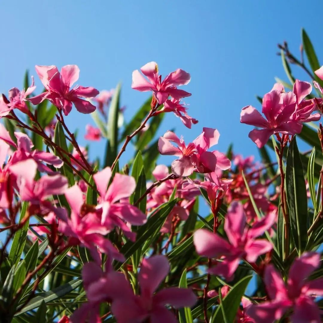 小小几片，直接把人送进ICU！医生：颜值高，有剧毒