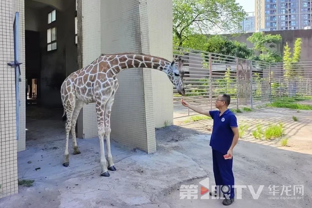 让人羡慕!重庆萌兽们的度夏方式好凉爽 让人羡慕!重庆萌兽们的度夏方式好凉爽