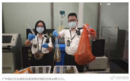 广州海关在一名外籍男性旅客的行李内查获濒危物种乌龟30只、鳄鱼2只