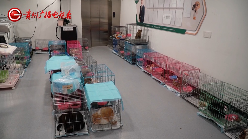 400多只小猫在贵阳获救，状态良好均已安置，网友：贵阳这波上大分
