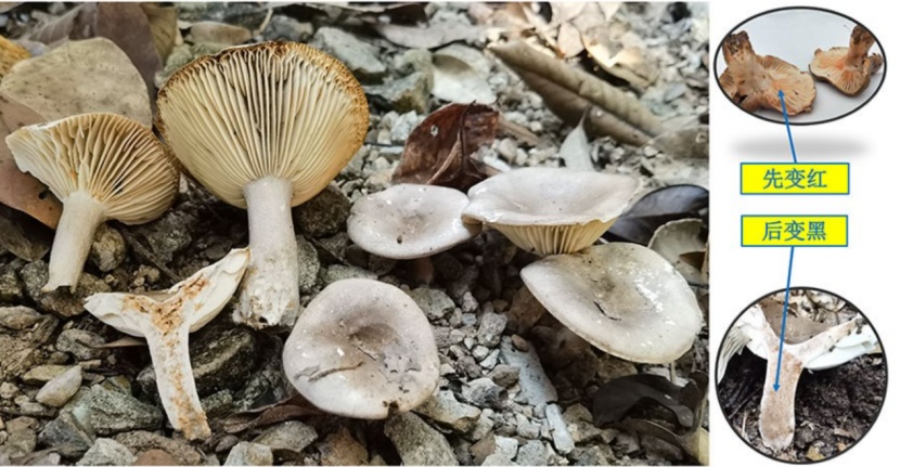 云南女子自信能辨毒，在公园采蘑菇吃后差点丧命！