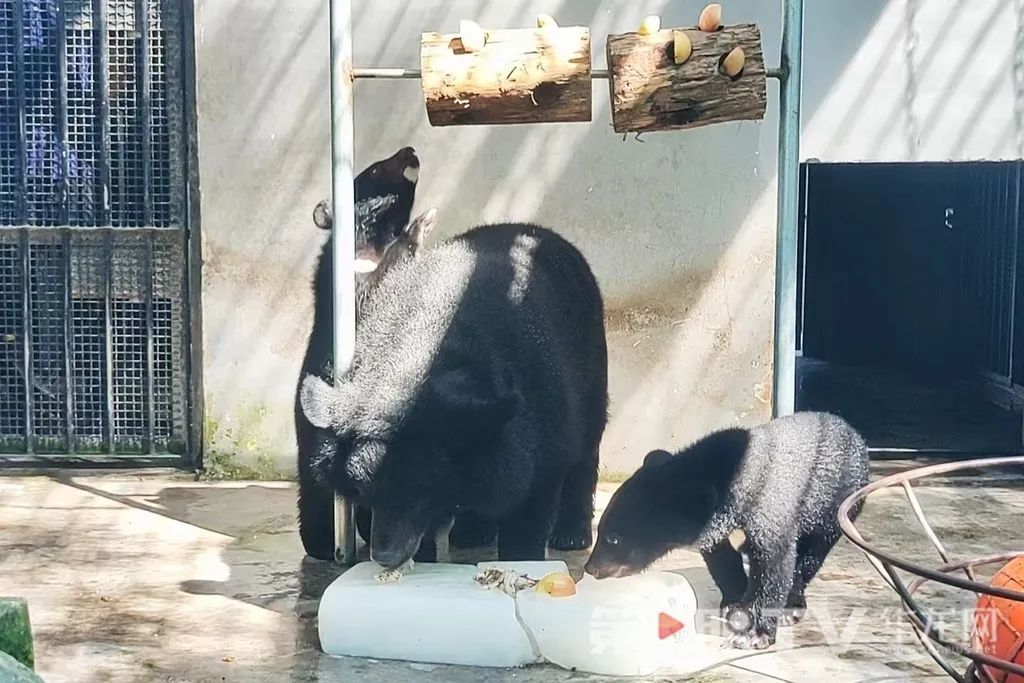 让人羡慕!重庆萌兽们的度夏方式好凉爽 让人羡慕!重庆萌兽们的度夏方式好凉爽