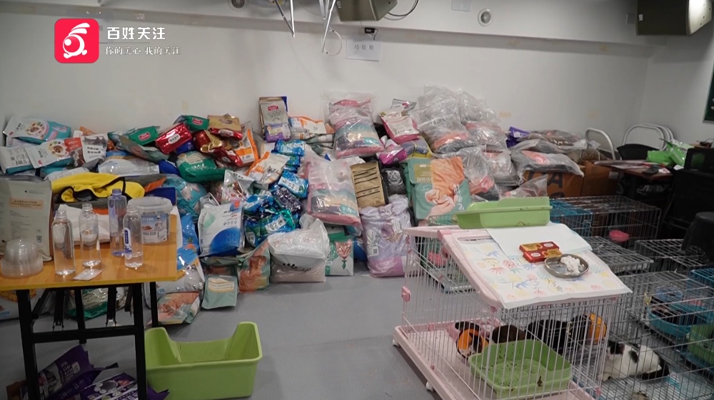 400多只小猫在贵阳获救，状态良好均已安置，网友：贵阳这波上大分