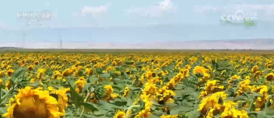 群鸟翔集绘就夏日多彩生态画卷 农文旅融合带动乡村振兴“一路繁花”