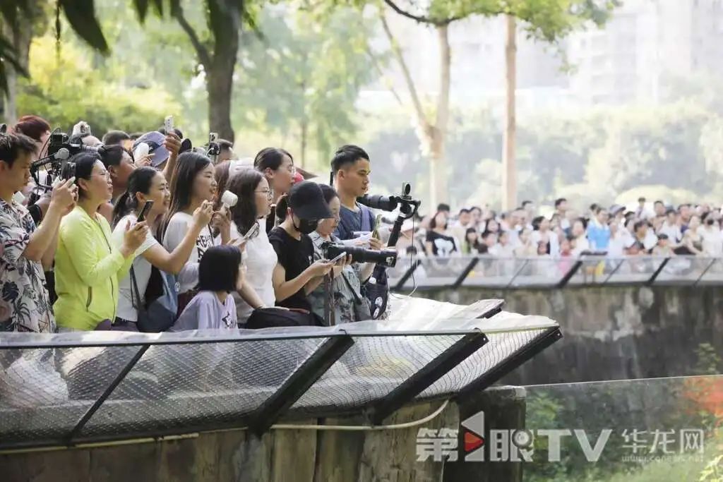 让人羡慕!重庆萌兽们的度夏方式好凉爽 让人羡慕!重庆萌兽们的度夏方式好凉爽