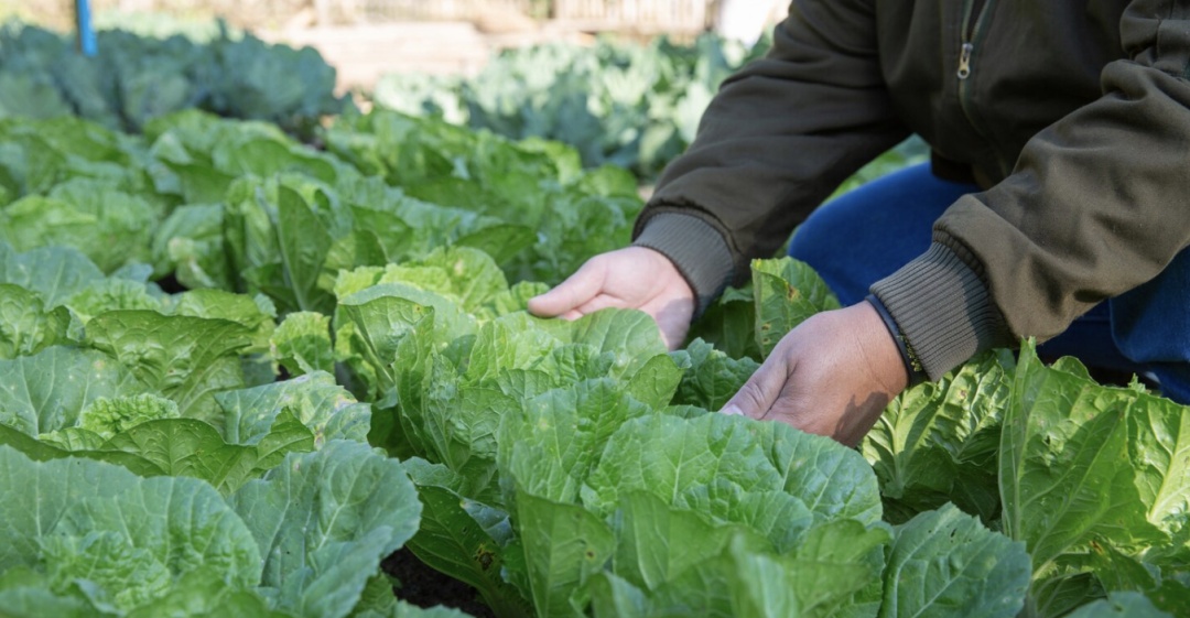 一个西瓜156元，“灼伤”韩国经济的不止高温！