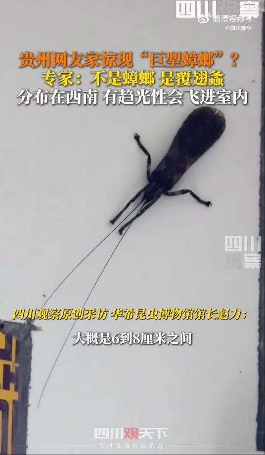 有人家中出现“巨型蟑螂”?网友:房子给它了 有人家中出现“巨型蟑螂”?网友:房子给它了