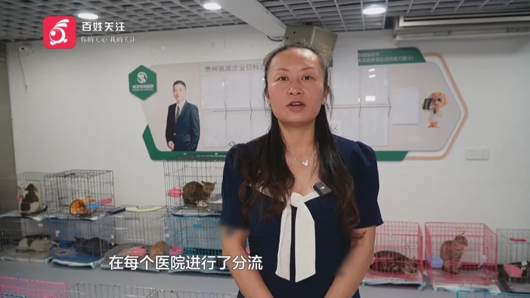 400多只小猫在贵阳获救，状态良好均已安置，网友：贵阳这波上大分