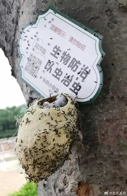 在北京路边看到这种黑色的蛹千万别打！网友：有“编制”