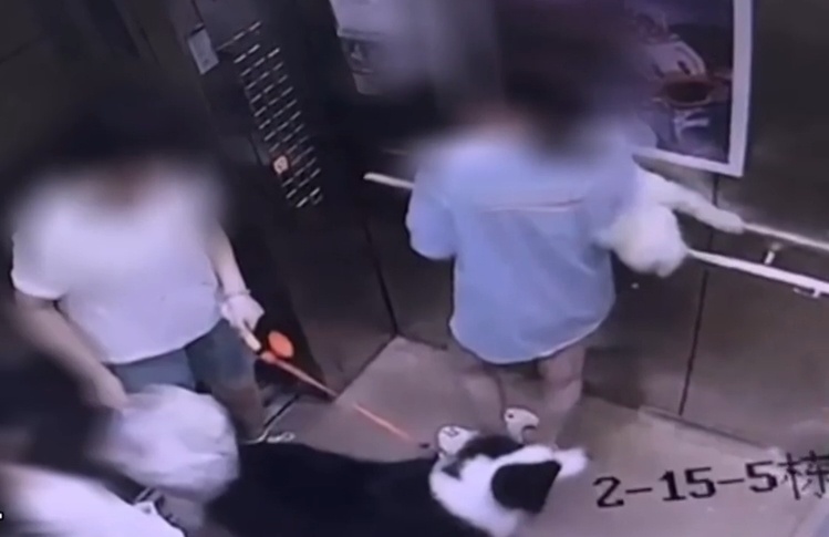 女子在电梯内被邻居的狗抓伤，对方说“去告我吧”