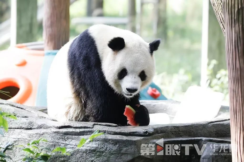 让人羡慕!重庆萌兽们的度夏方式好凉爽 让人羡慕!重庆萌兽们的度夏方式好凉爽