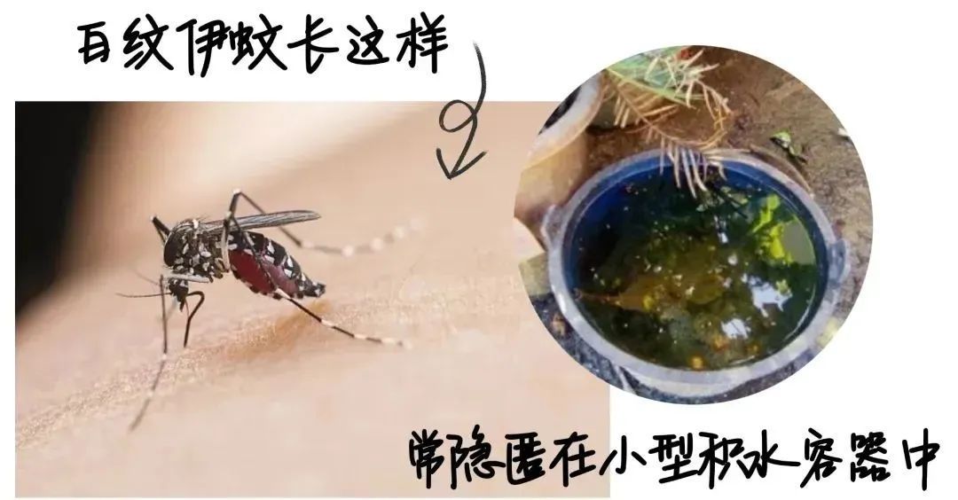 佛山一地确诊478例基孔肯雅热！与登革热有何不同？