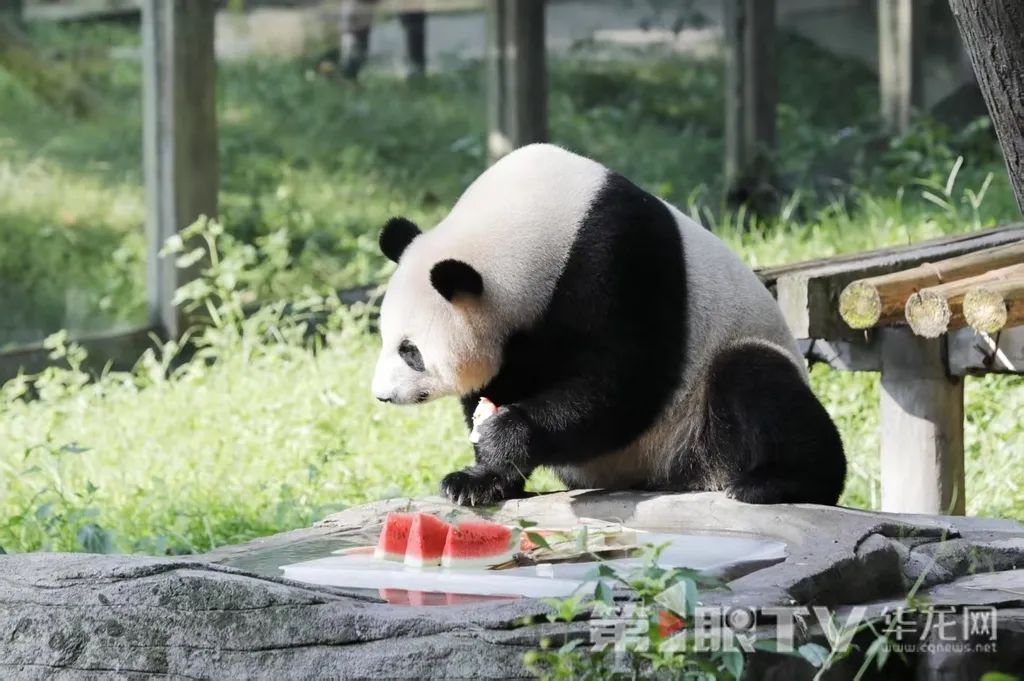 让人羡慕!重庆萌兽们的度夏方式好凉爽 让人羡慕!重庆萌兽们的度夏方式好凉爽