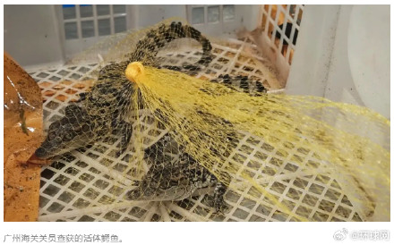 广州海关在一名外籍男性旅客的行李内查获濒危物种乌龟30只、鳄鱼2只