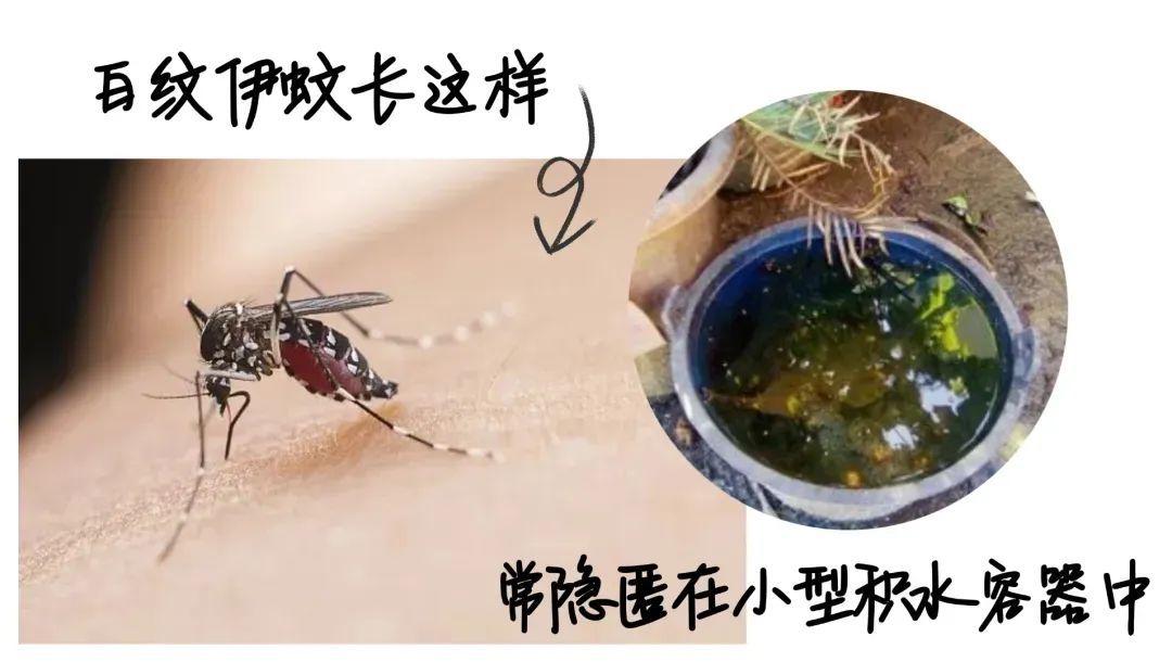 广东已有478人确诊!小心这种“花蚊子” 广东已有478人确诊!小心这种“花蚊子”