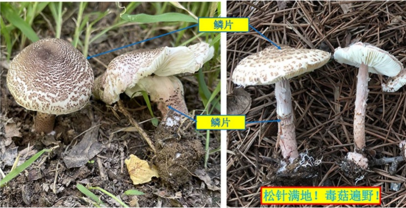 云南女子自信能辨毒，在公园采蘑菇吃后差点丧命！