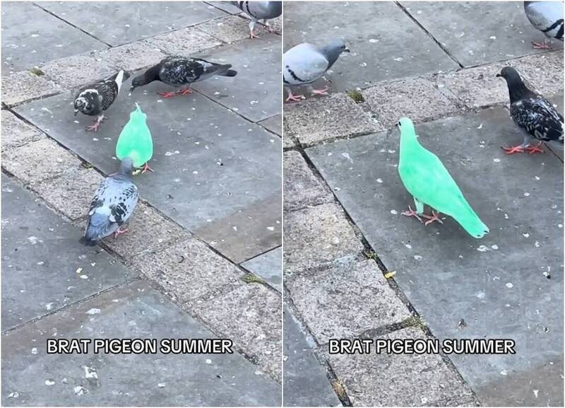 英国一地惊现荧光绿鸽子，民众称已在市中心出没一周，专家：恐遭人染色