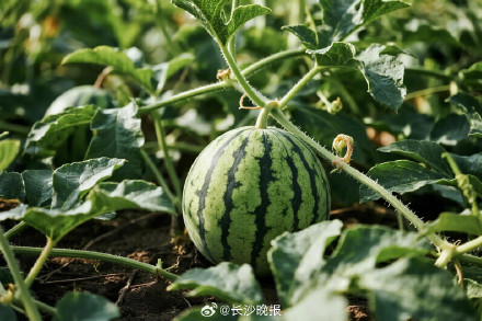 吃瓜可以延缓衰老，是真的！