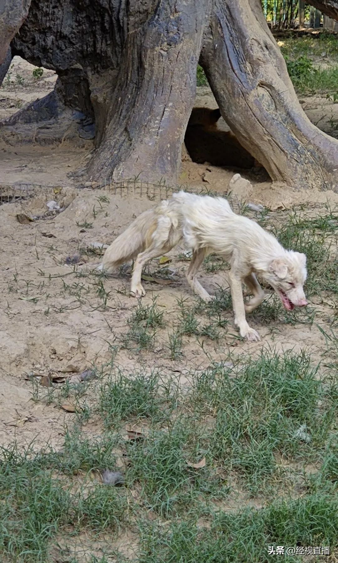 瘦成皮包骨？野生动物世界白狐狸健康状况引质疑，园方：夏季食欲差，正值换毛期