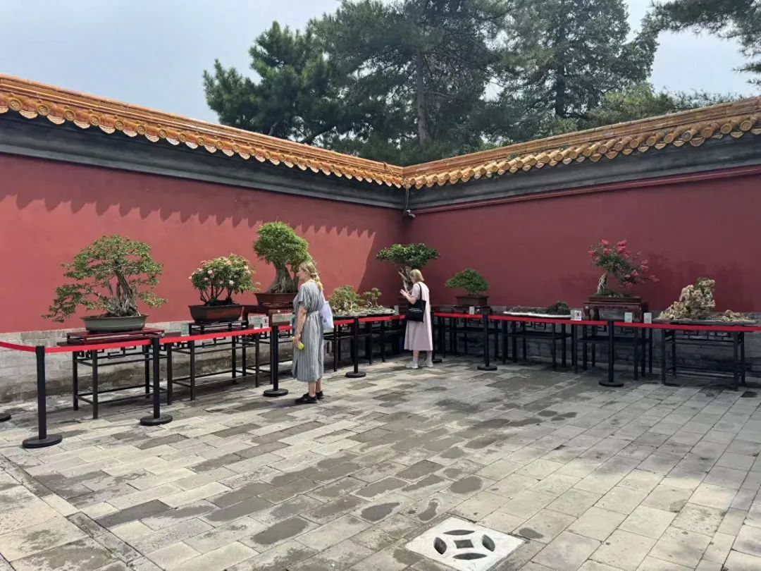 “盆”然心动了！景山公园消夏全攻略→