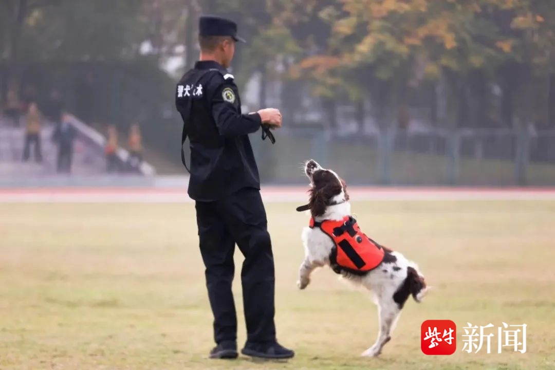 女生被南京警察学院警犬技术专业录取,一句“大二时发小狗” 网友坐不住了 女生被南京警察学院警犬技术专业录取,一句“大二时发小狗” 网友坐不住了