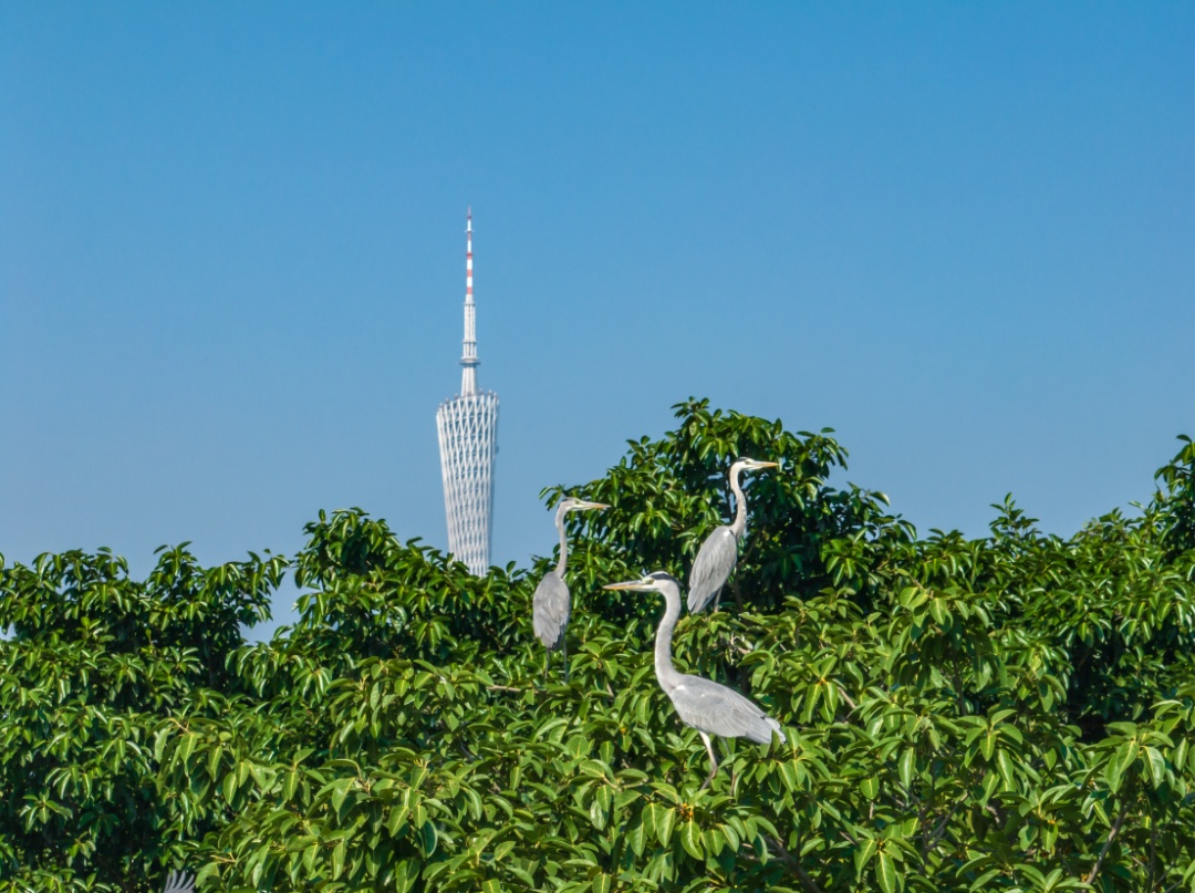 鸟儿可以学猫叫？广州“鸟伯”珠江口追鸟30年拍下空中“靓仔”