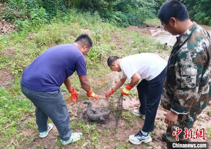 云南澜沧放生国家一级保护野生动物圆鼻巨蜥