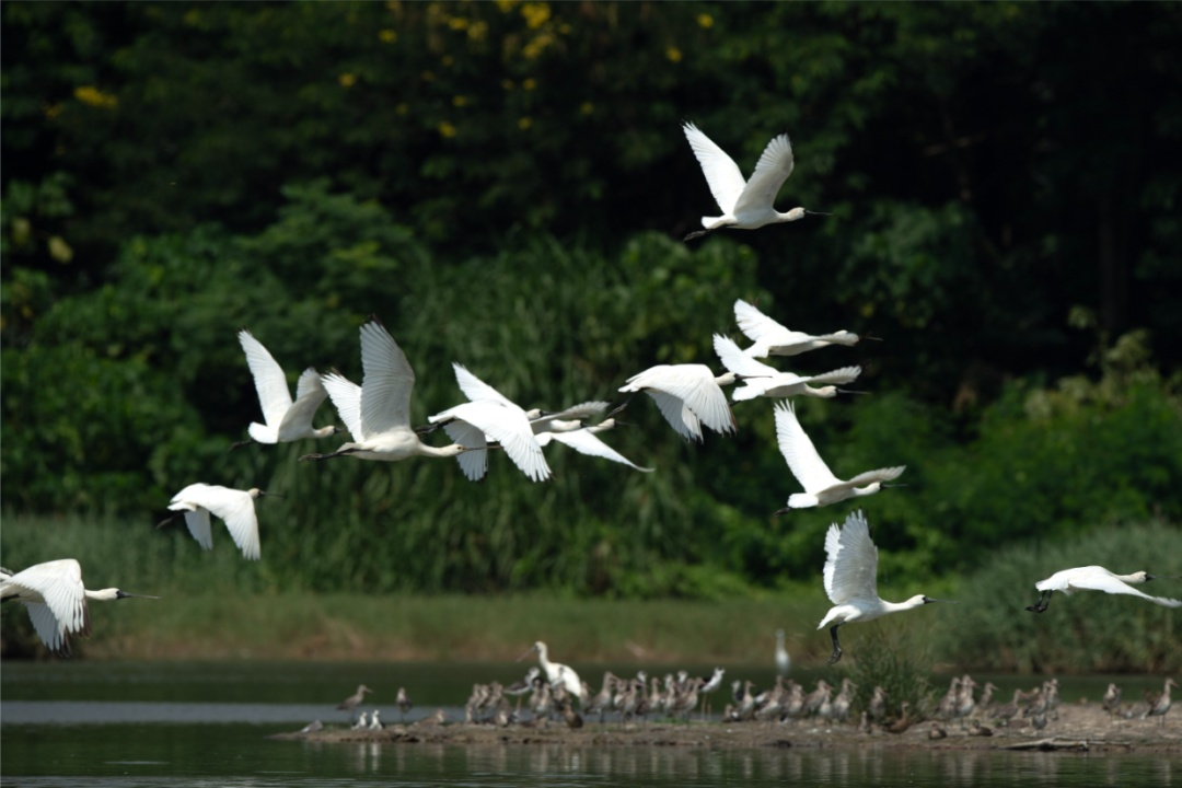 鸟儿可以学猫叫？广州“鸟伯”珠江口追鸟30年拍下空中“靓仔”