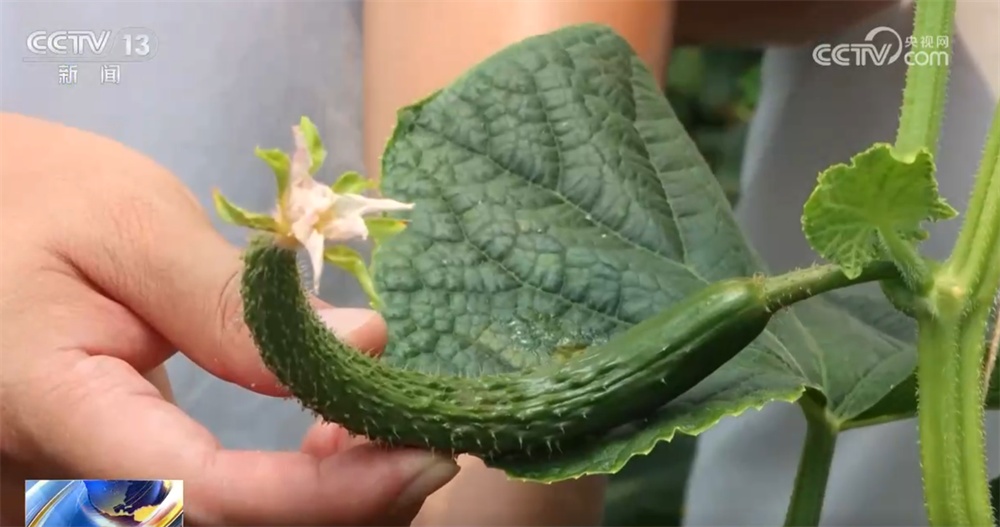 智“绘”田管图 科技为全力保障秋粮作物生长装上“数字大脑”