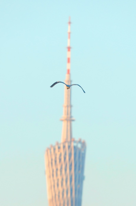 鸟儿可以学猫叫？广州“鸟伯”珠江口追鸟30年拍下空中“靓仔”