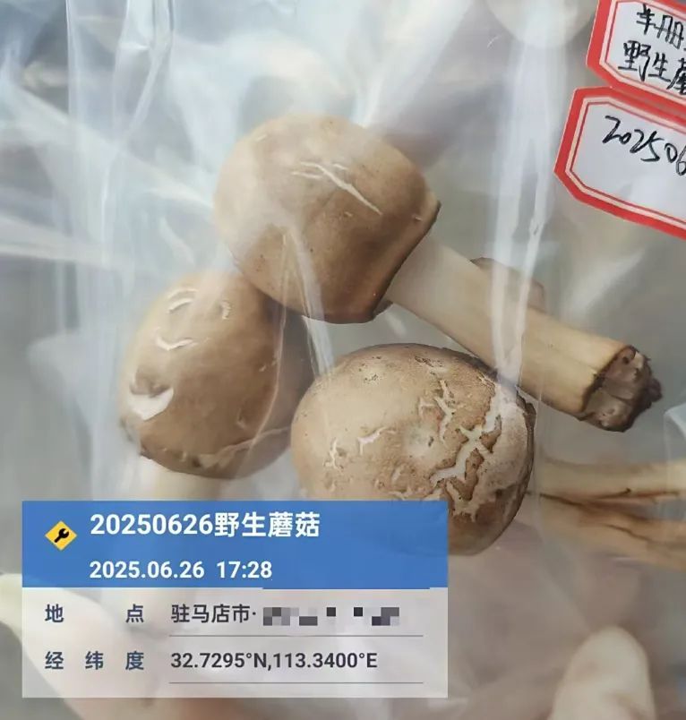 不要采、不要吃！郑州、驻马店、南阳等多地已发现，正处暴发期