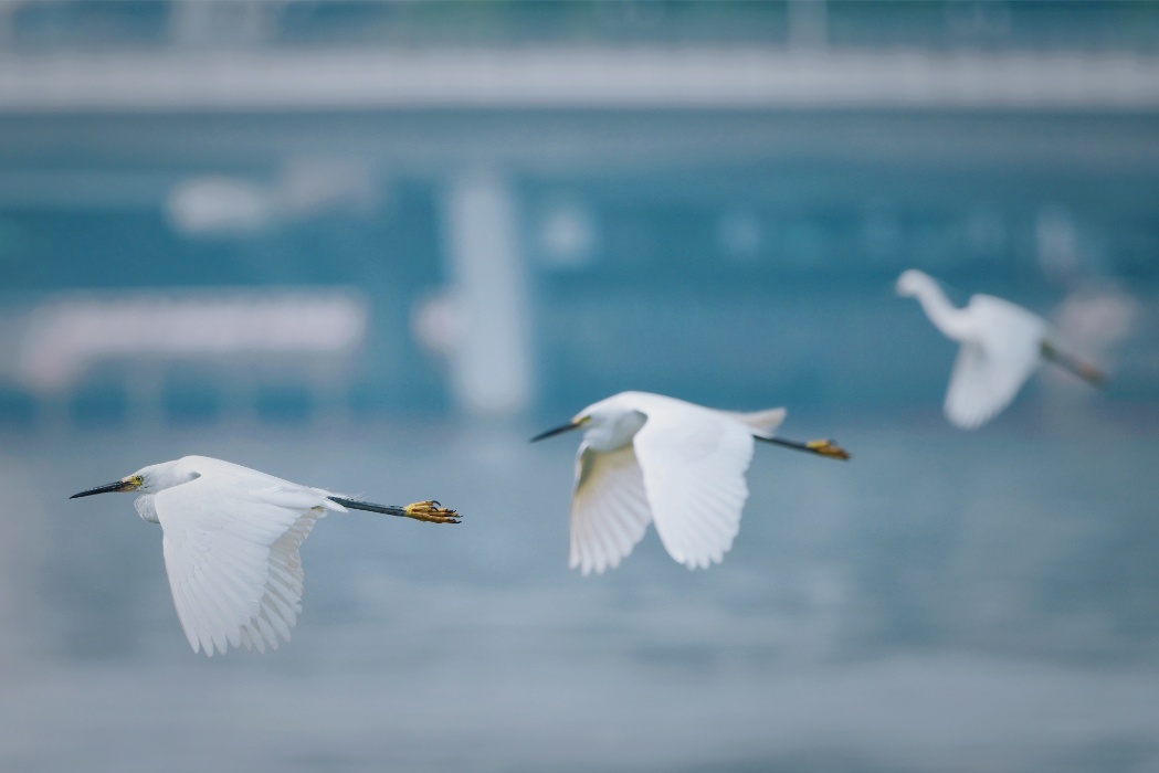 鸟儿可以学猫叫？广州“鸟伯”珠江口追鸟30年拍下空中“靓仔”