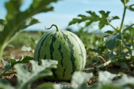 吃瓜可以延缓衰老，是真的！