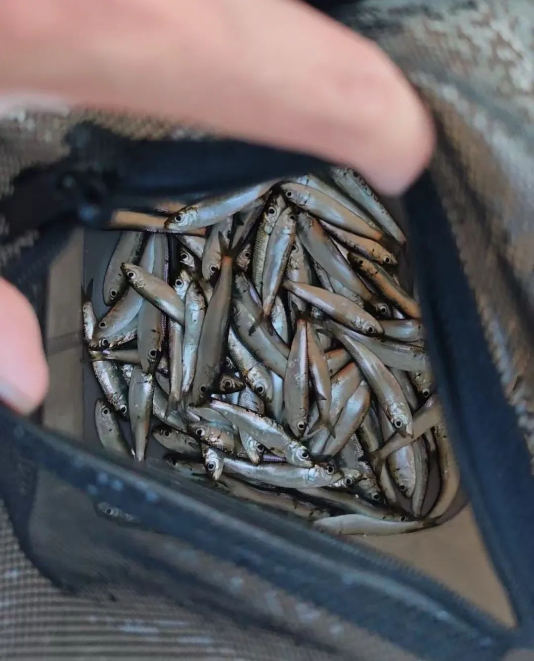 突然大量出现！台州人警惕，远离危险区域