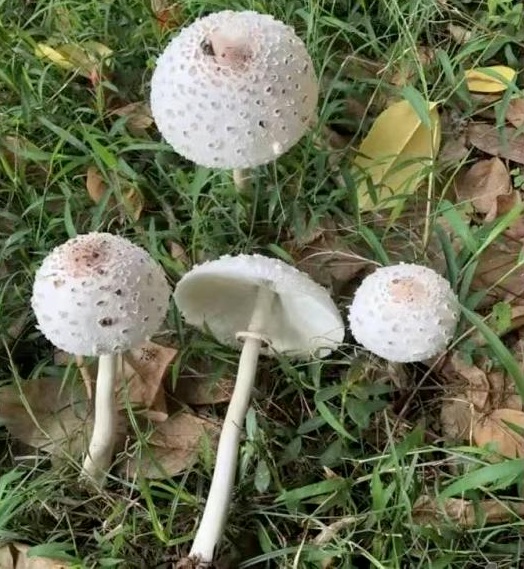 不要采、不要吃！郑州、驻马店、南阳等多地已发现，正处暴发期