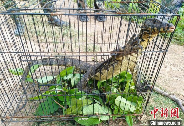 云南澜沧放生国家一级保护野生动物圆鼻巨蜥