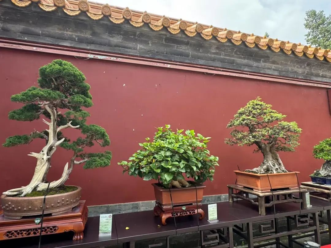 “盆”然心动了！景山公园消夏全攻略→