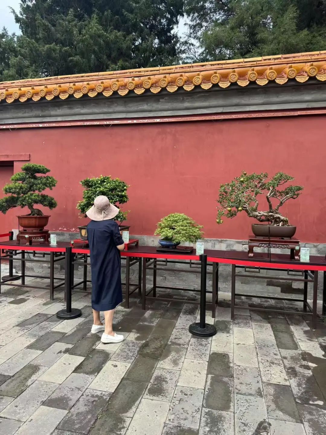 “盆”然心动了！景山公园消夏全攻略→