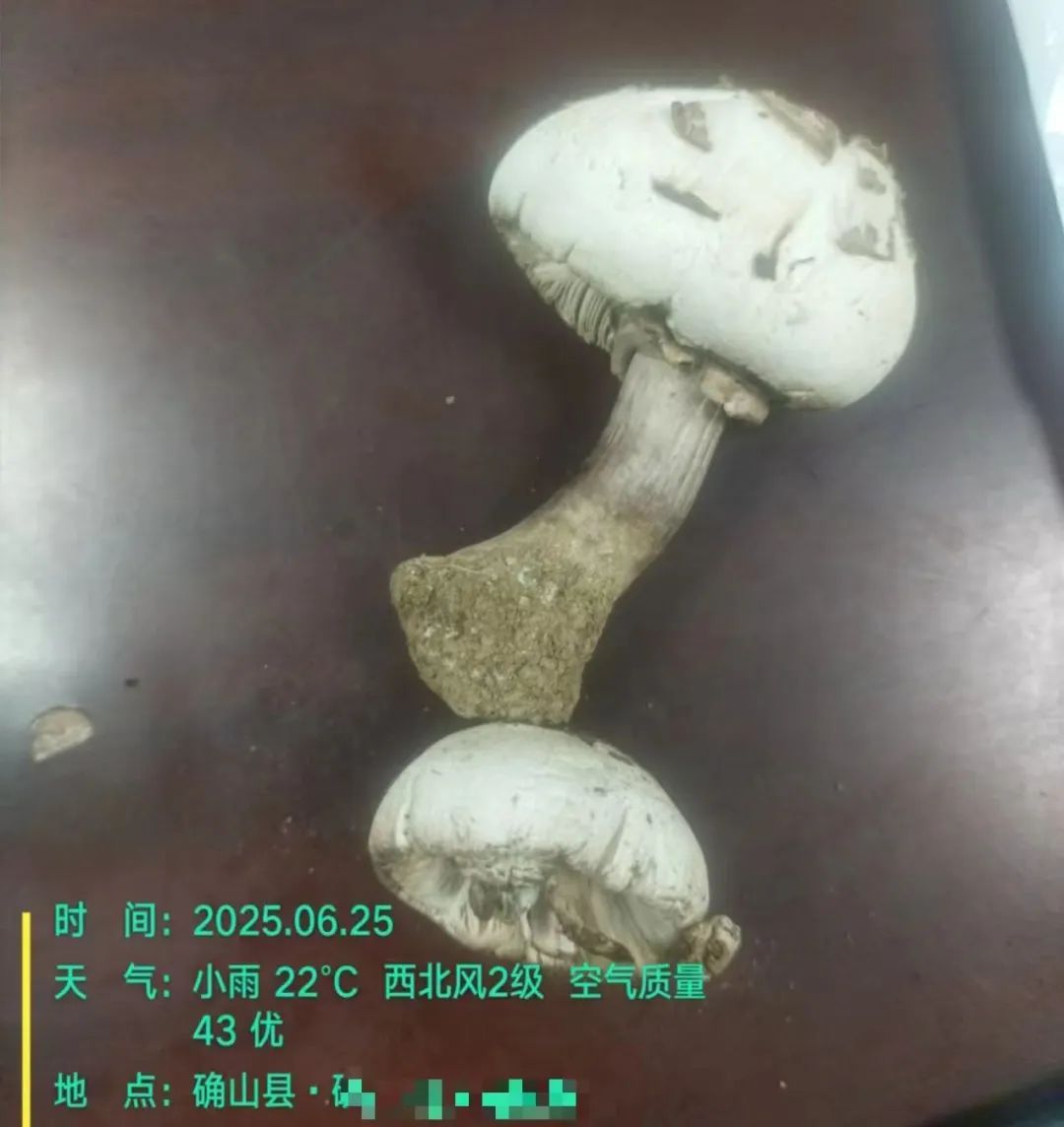 不要采、不要吃！郑州、驻马店、南阳等多地已发现，正处暴发期