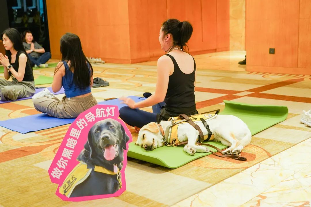 培训期的导盲犬，能不能进入公共交通场景训练？