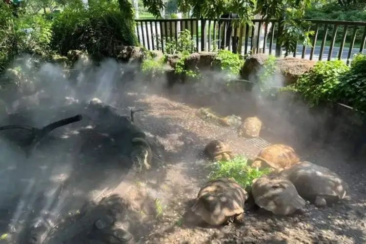 玩水吃瓜、孵空调……烈日炎炎，动物们避暑有“凉”方！