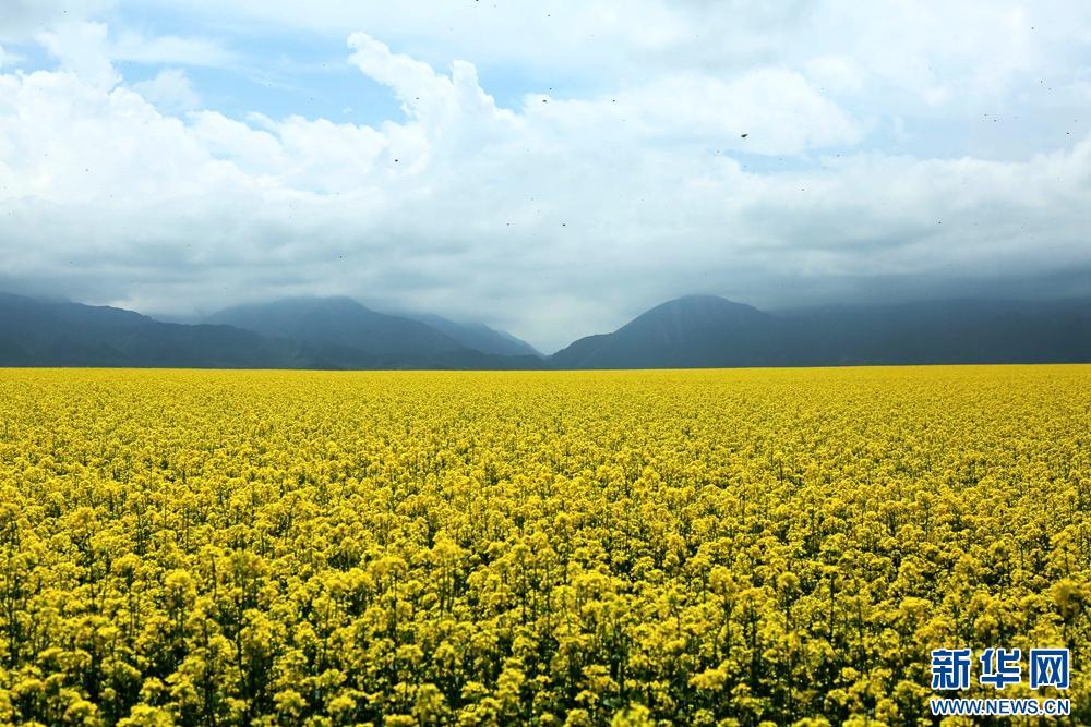 甘肃张掖：祁连山下铺“金”毯