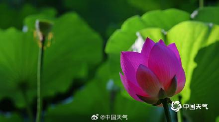 北京紫竹院荷花娇艳 绿叶相映显清凉 北京紫竹院荷花娇艳 绿叶相映显清凉