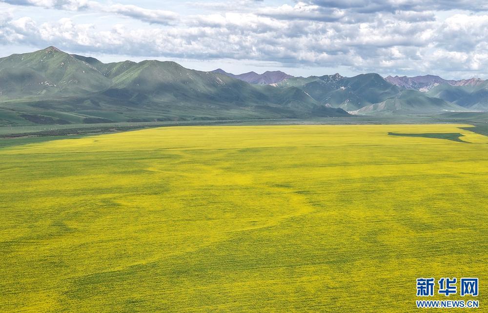 甘肃张掖：祁连山下铺“金”毯