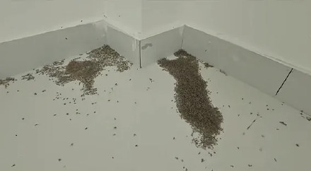 河南大量蚊子被极端高温热死