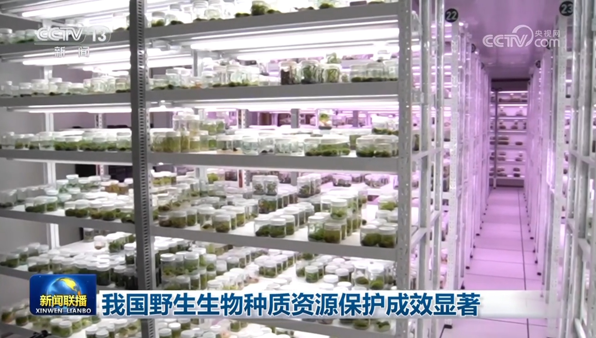 我国野生生物种质资源保护成效显著 我国野生生物种质资源保护成效显著