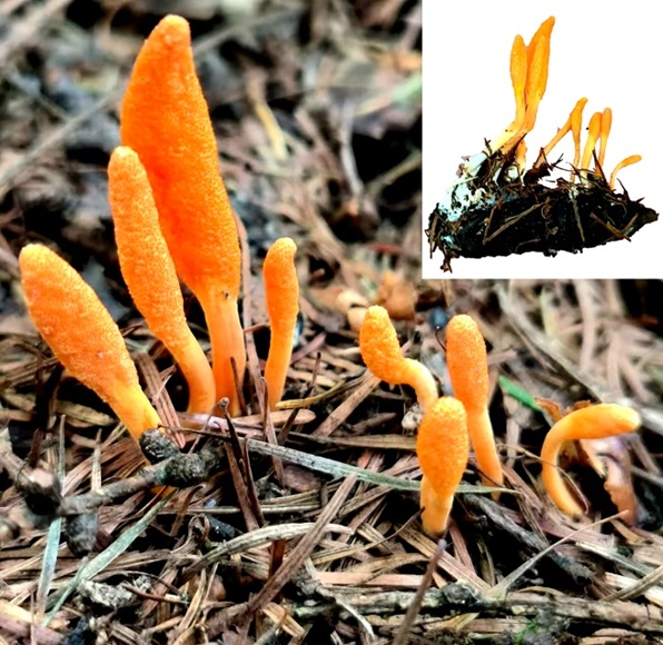 细思极恐！虫草能把蚂蚁等生物变成“僵尸傀儡”?