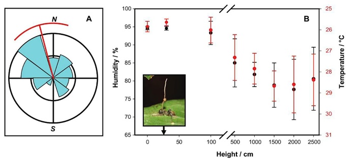 细思极恐！虫草能把蚂蚁等生物变成“僵尸傀儡”?